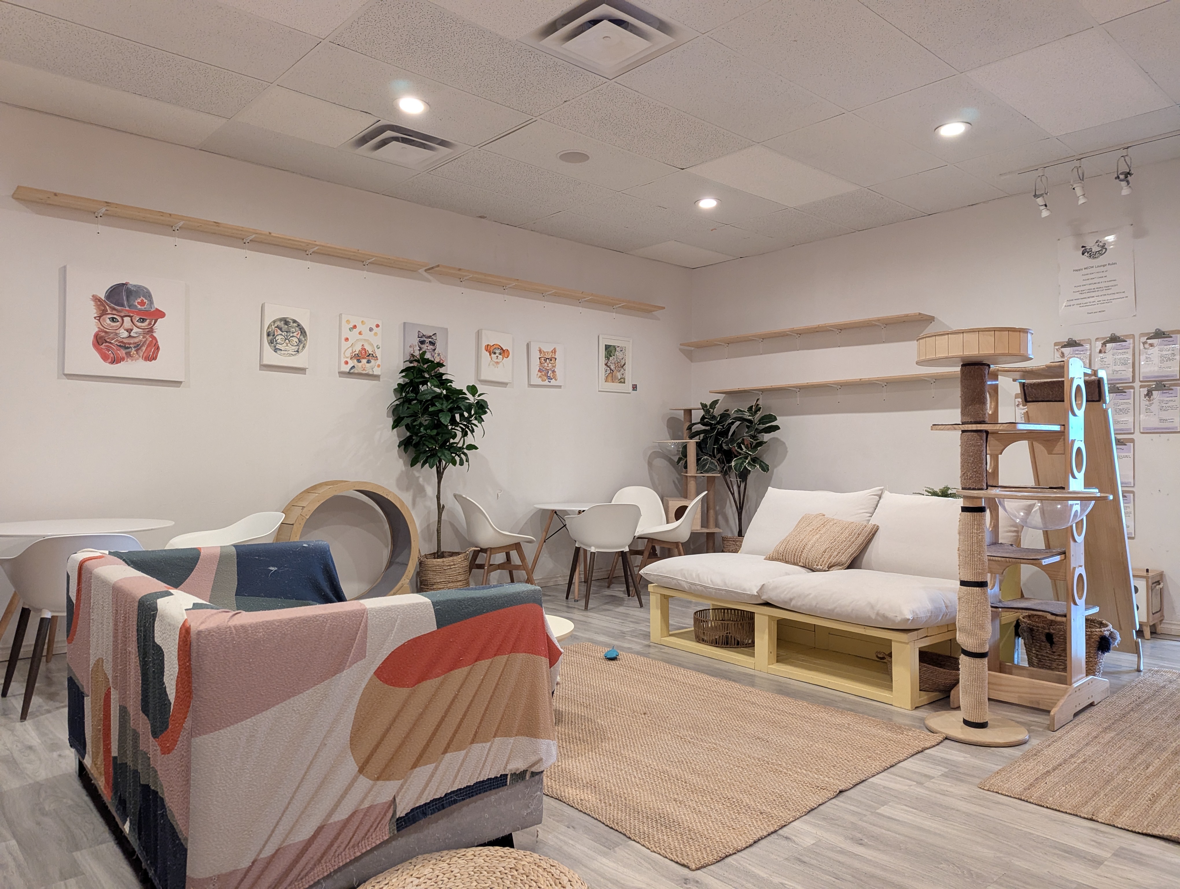 Birthday Trip to Canada, Cat Cafe, Edmonton